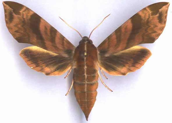 http://www.gorodinski.ru/sphingidae/Ampelophaga  rubiginosa.jpg